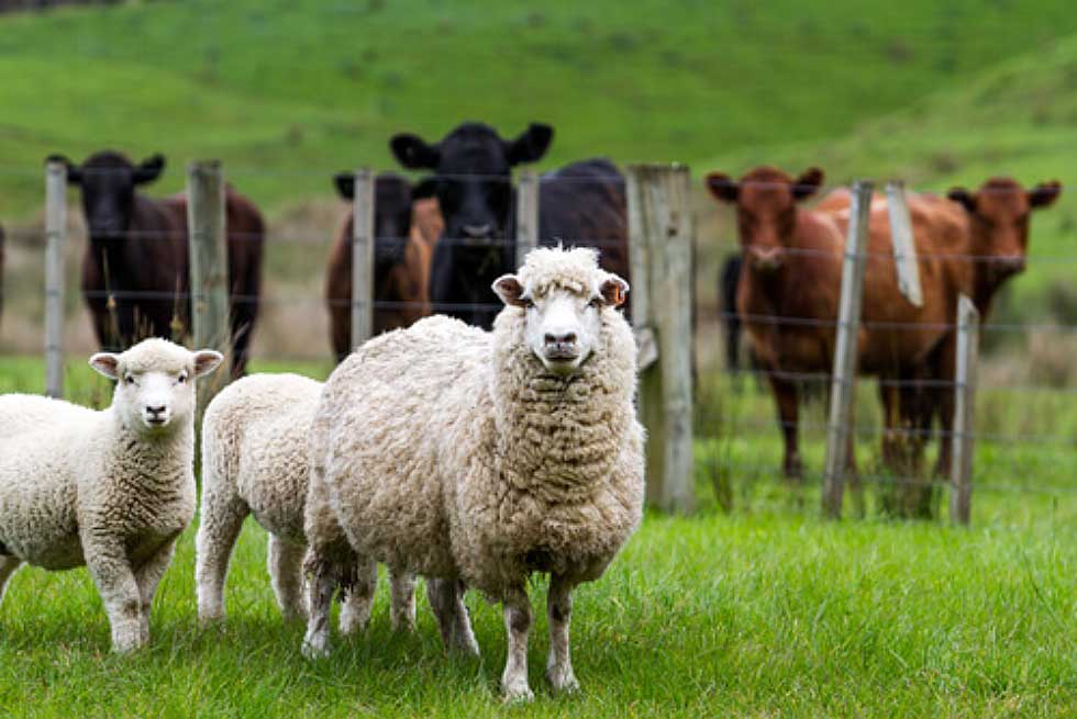 Tiempo Ganado: un proyecto busca antiparasitarios combinados para terneros y ovejas con el uso de nanotecnología